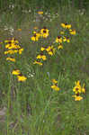 Oldfield sneezeweed